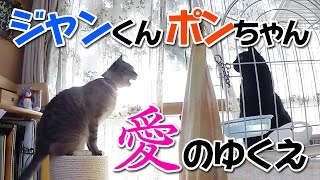 【Jean 0618】黒猫が家にやってきた！ ジャン＆ポン２人の愛の行方は？　元野良猫の保護里親記録  Jean \u0026 Pont, a former stray cat.