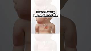 Fungsi Penting Protein Untuk Janin