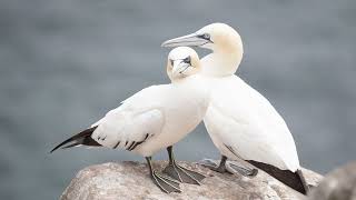 Bird Photography - Gannets - Saltee Island