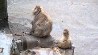 サル山：おかあさんと長男の微妙な距離（ニホンザル）＠上野動物園 - DSCN4857