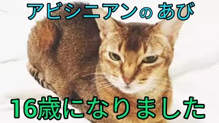 アビシニアン「あび」16歳になりました#アビシニアン#老猫