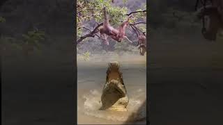 Crocodile vs Monkey #animals #crocodile #monkey #shorts