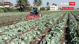 Kolhapur Cabbage Crops : दर मिळत नसल्याने कोबी पिकावर फिरवला रोटर : ABP Majha