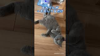 ねこがへそ天してるだけの動画　#shorts #ブリティッシュショートヘア #猫 #へそ天