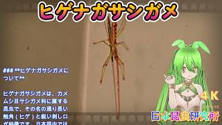 【日本昆虫研究所】ヒゲナガサシガメの生態と驚きの捕食行動を徹底解説！