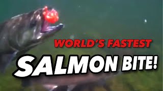 World's Fastest Salmon Bite (Underwater Video!)