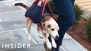 Pet Carrier Lets You Move Your Animal Easily