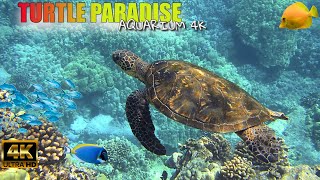 TURTLE PARADISE AQUARIUM 4K🐢| BEAUTIFUL CORAL REEF FISH| RELAXING SLEEP| 🐠MEDITATION MUSIC