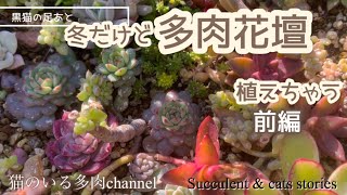 冬だけど多肉花壇植えちゃう・前編Vol.165【多肉植物】【ガーデニング】【園芸】2025年1月24日