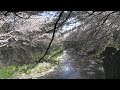 恩田川沿い　桜　８