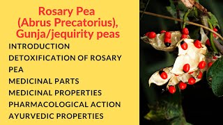 #Rosary Pea (#Abrus precatorius) #Gunja plant, Jequirity peas explain in detail.