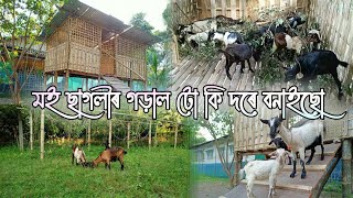 মই ছাগলীৰ গড়াল টো কি দৰে বনাইছো ।। Integrated Farming Assam