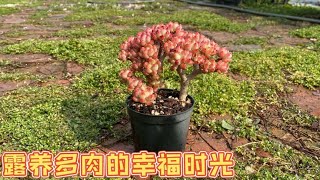 春暖花开，露养多肉的幸福日子开始啦｜多肉养护