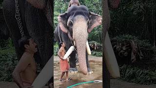 കൊമ്പ് വച്ചപ്പോ ചെക്കൻ ചുള്ളനായി ernakulam Sivakumar elephant