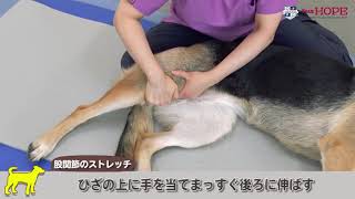 大型犬のストレッチ（Team HOPEふれあいエクササイズ）