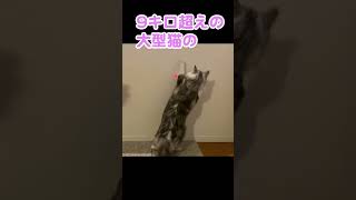 大迫力！9キロの大型猫が獲物を狙う #shorts