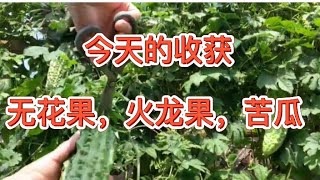 今天后院的收获，无花果、火龙果、百香果和苦瓜#北加州三藩市地区后院种植分享