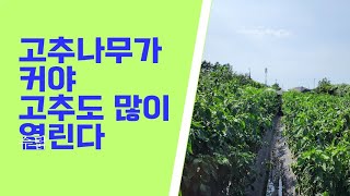 고추 다수확은 6월말과  8월말에 결정된다