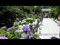 鎌倉 成就院の紫陽花 4k