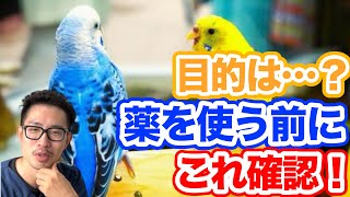 【質問コーナー】脚をかばっている鳥さん…薬で改善したら大丈夫？このお薬は何に効く？小柄な子に注意することは？セキセイインコさんの発情頻度は歳と共に変化する？などにお答えしました！