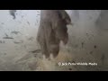 eurasian otter underwater uk