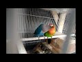 PANCINGAN UNTUK LOVEBIRD AGAR MESRA DAN CEPAT KAWIN TERUS