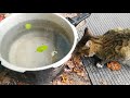 小猫水中捞鱼技术太牛逼了cats amazing tech of catching fish in water