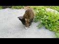 小猫水中捞鱼技术太牛逼了cats amazing tech of catching fish in water