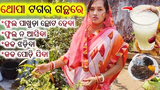 ଥୋପା ଟଗର ଗଛରେ ଏହି ସମସ୍ୟା ହେଉଥିଲେ/ଏହି ୨ଟି ଖତ ଦିଅନ୍ତୁ/Fertilizer For Double Chandini/Odia Gardening