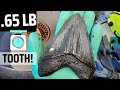 Shark Tooth Hunting | HUGE Teeth Found in Florida River!