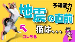 【猫の異常行動】地震の前に見せる驚きのサインとは！？