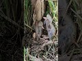 Amazing Bittern Bird Feeding Chicks  #birds #reviewbirdnest #nature #birdnest #wildlife #nest