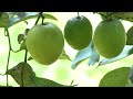 agrotek buah jujube buah populer karena film korea