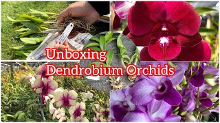 Orchid plants Unboxing | Online Orchid plants 🌿🌸