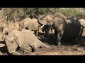 elephant mud bath.