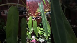 philodendron spiritus sancti narrow #philodendronspiritussanctinarrow