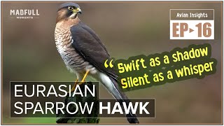 Eurasian Sparrow Hawk → The Silent Hunter ● #facts @MadfullMoments ◌ EP►16