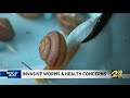 invasive worms and health concerns