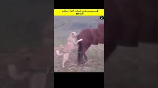 අශ්වයා පිටේ යන්නට උත්සාහ දරන මේ සුනඛයා | This dog trying to ride a horse | sinhala #shorts