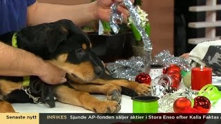 Julen kan vara farlig för hundar - Nyhetsmorgon (TV4)