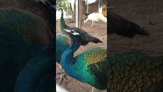 OMG!!!ក្ងោកស្អាតៗណាស់😱😱😱 #kisses #peacock #cdrama #birds #animals #nature #zoo #beautiful