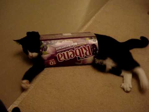 my black and white cat messing about kittens funny my black and white cat messing about kittens funny