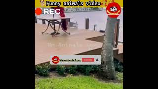 Funny animals video | Funny dogs | Cute dog🐕#dogs #funnyanimals #shorts #short #Nmanimalslover Ep 58
