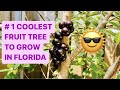 Jaboticaba - WEIRDO FRUIT TREE that's EASY to GROW in FLORIDA!