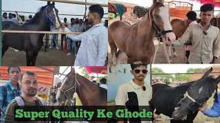 Super Quality Sindhi Marwari Kathiawari Horse Latur Maharashtra