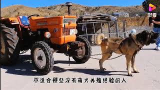 比特犬真的是世界最强猛犬吗？没有狗打的过？