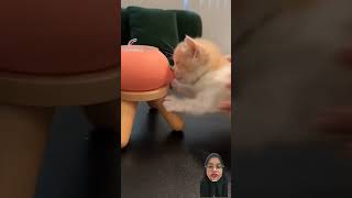 Lucu banget anak2 aku. #funny #一只又廷 #它真的好像个小宝宝 #tiktokcat #cat #challengelucu #shortsvideo #comedy