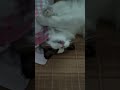 fantastic sleeping position a super adorable kitten 神奇的睡姿，超可爱的小猫！