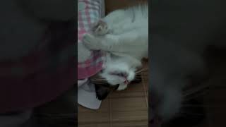 Fantastic sleeping position, a super adorable kitten!    神奇的睡姿，超可爱的小猫！