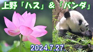 【4K】上野不忍池「ハス」＆上野動物園「パンダ」2024